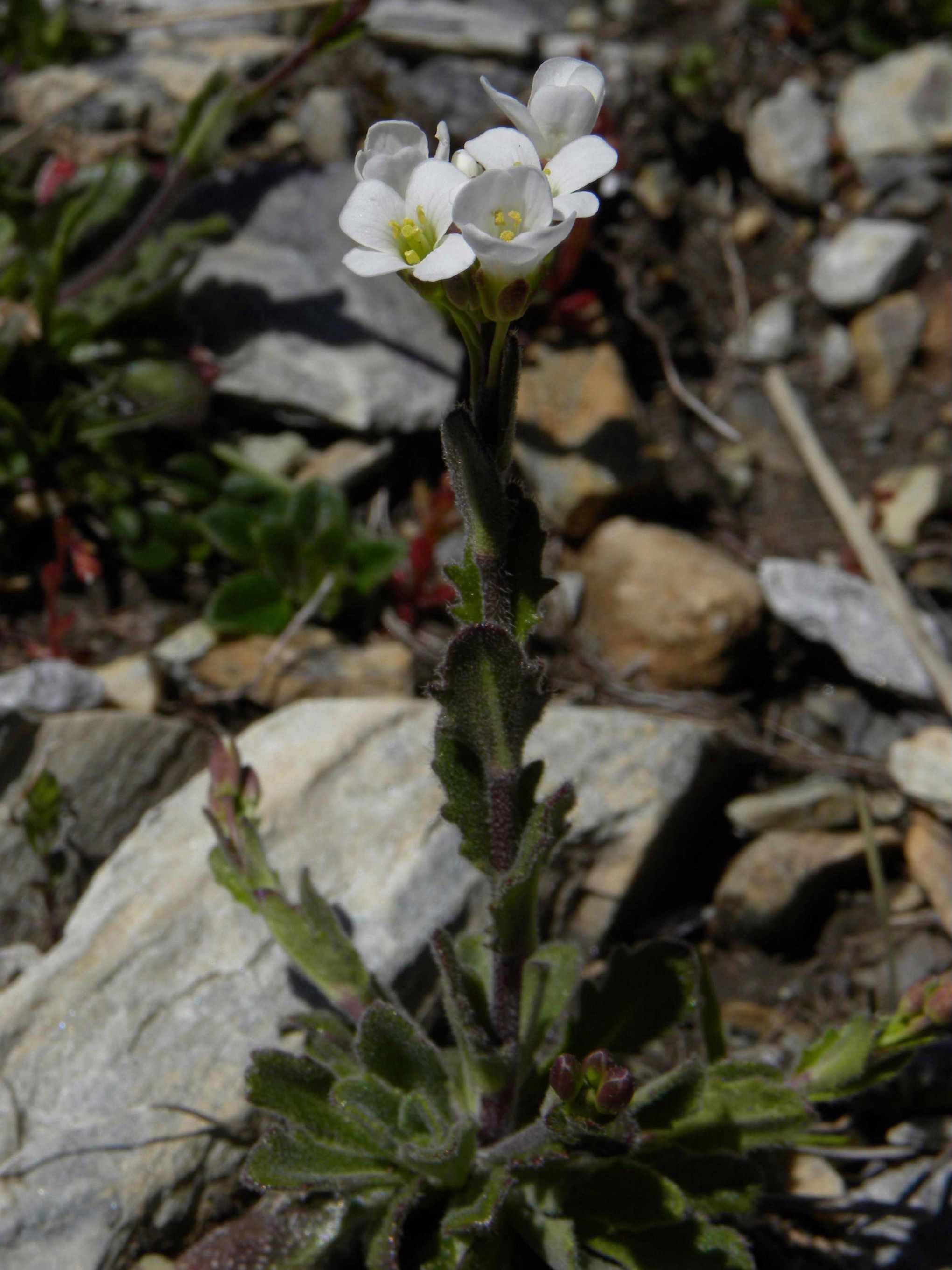 Arabis collina